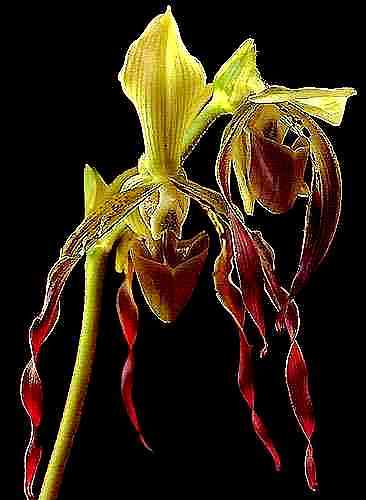 Paphiopedilum parishii 